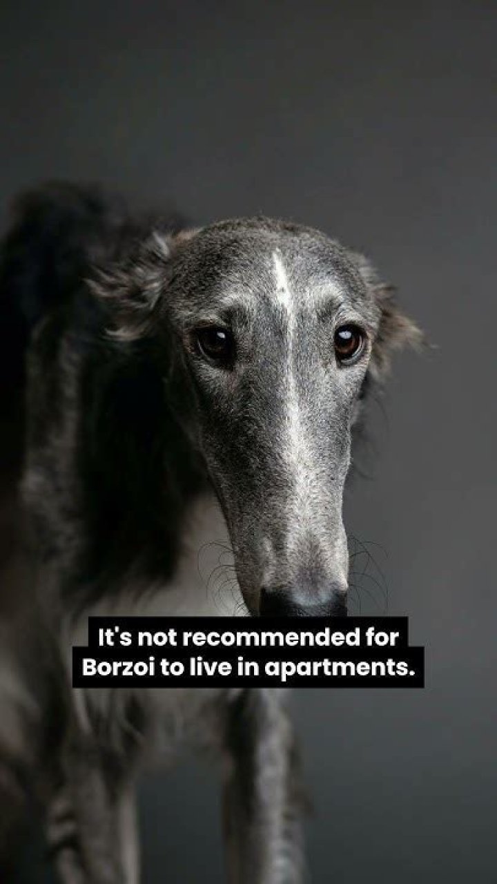 Can borzoi live in apartments?