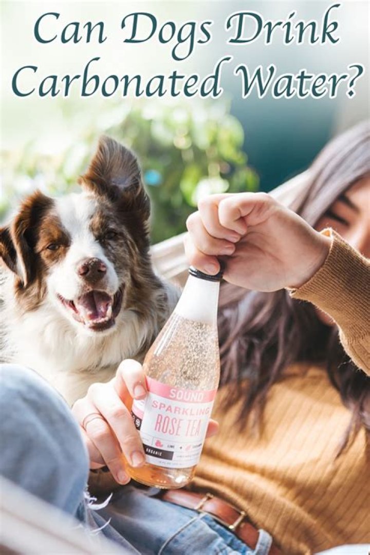 Can dogs drink carbonated water?