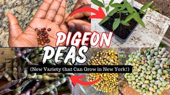 Can you substitute for pigeon pea?