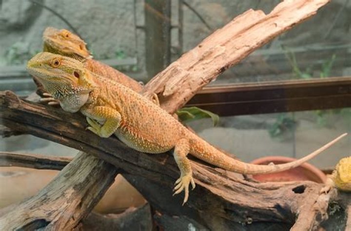 Do bearded dragons get mad when they shed?