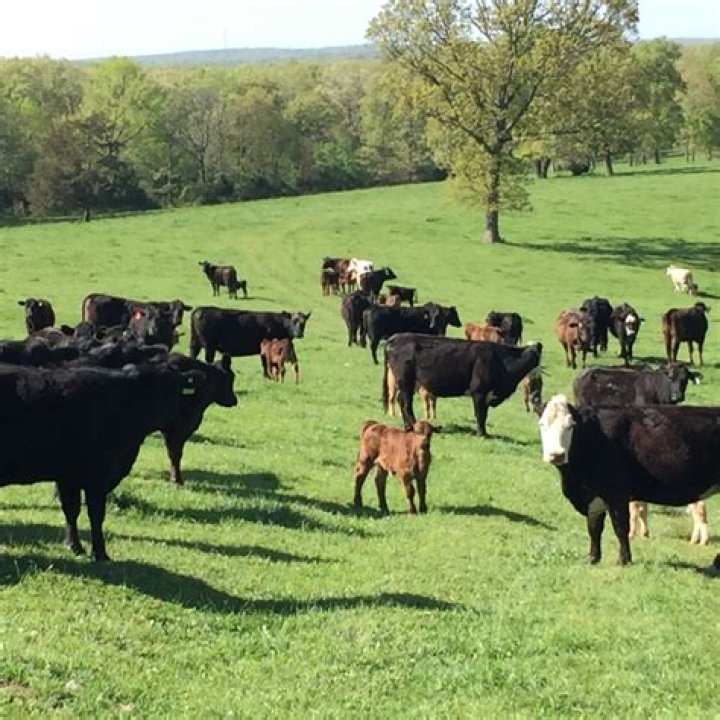 Do cows get scours?