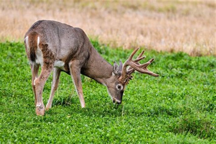 Do deer eat delosperma?