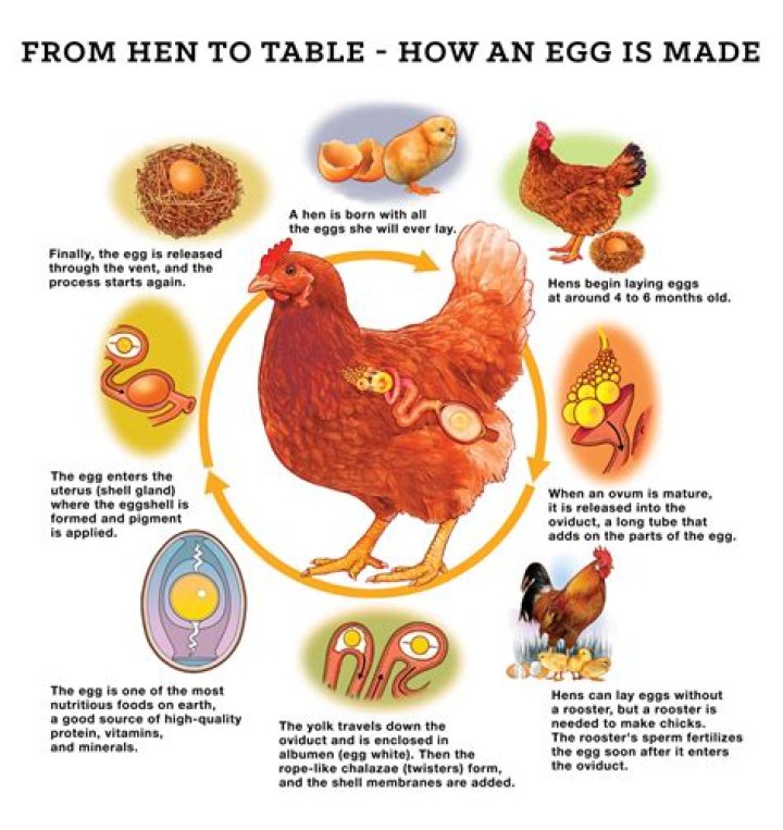 Does a brooding hen lay eggs?