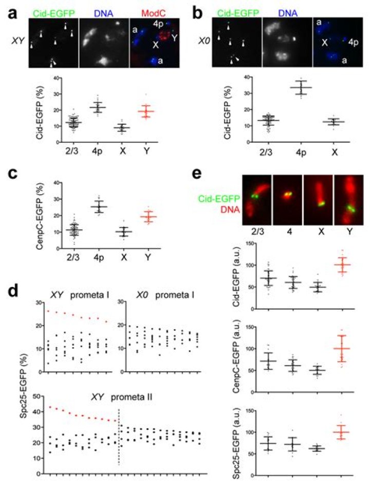 During meiosis centromere splits at?