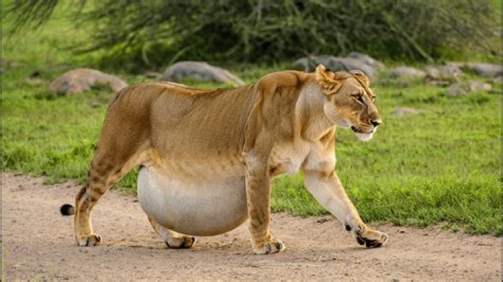 How long is a lioness pregnant?