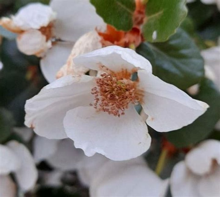 How to grow eucryphia?