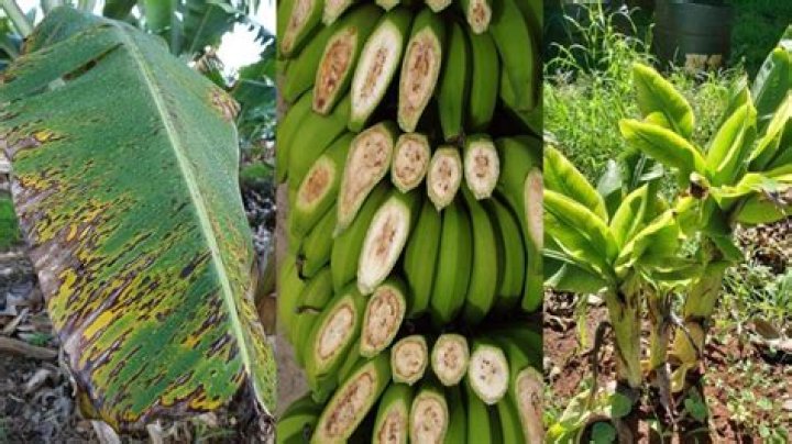 In banana the stem is?