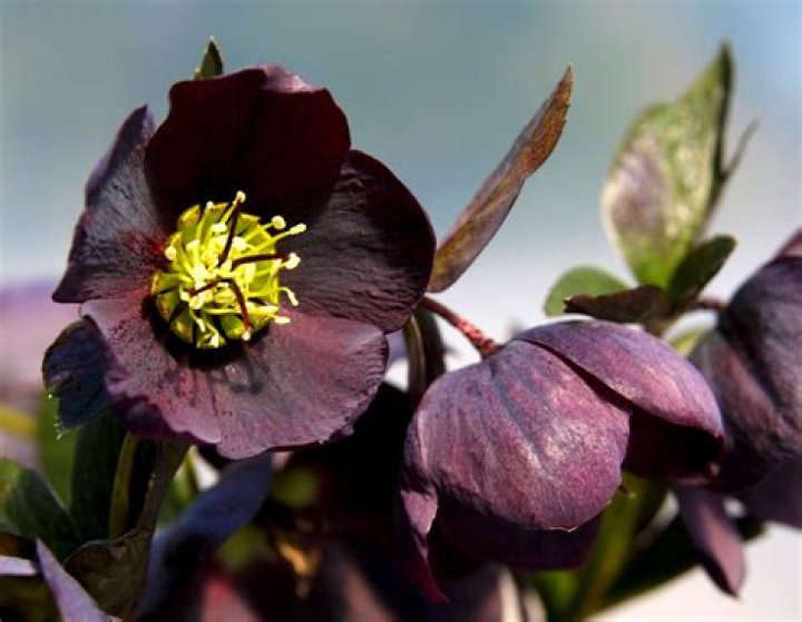 Is helleborus orientalis poisonous?
