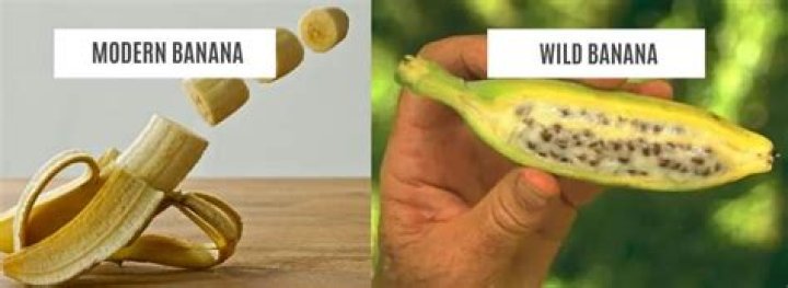 Were bananas man made?