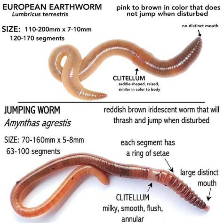 What are dew worms?