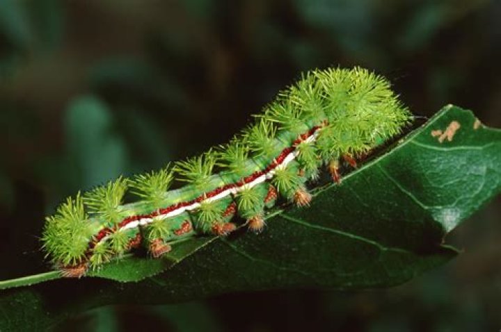 What fuzzy caterpillars are poisonous?