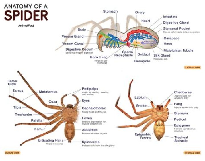 What is the function of spinneret?