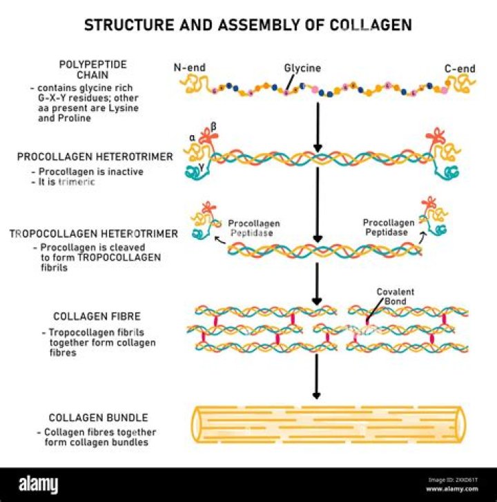 What is tropocollagen made of?