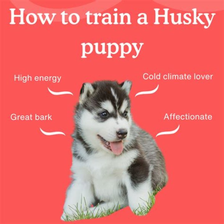 When to train husky puppy?