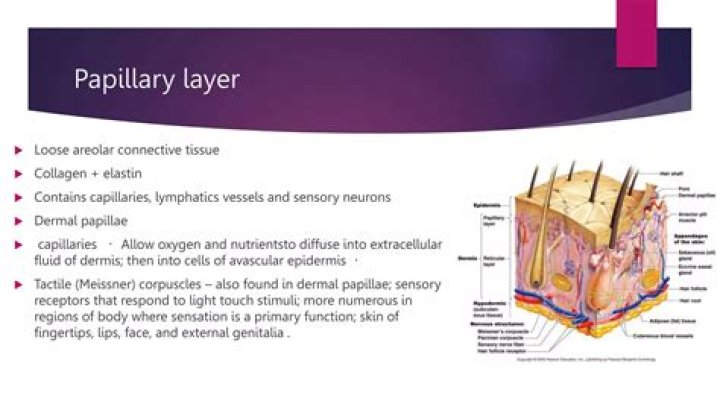 Where is avascular located?