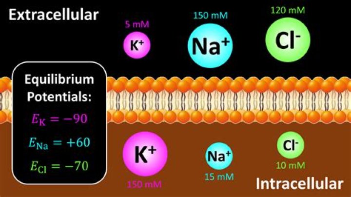 Who is the major extracellular cation?