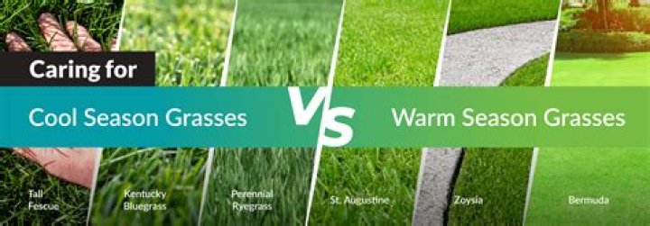 Will ornamec 170 kill fescue?